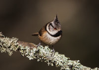 Crested-Tit