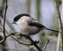 Willow-Tit