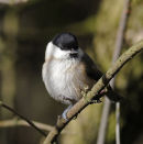 Willow-Tit