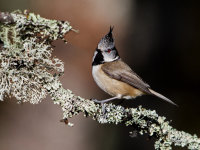Crested-Tit