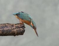 Kingfisher-female