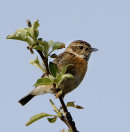 Female-Stonechat