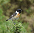Male-Stonechat