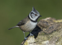Crested-Tit