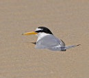 Little-Tern