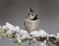 Crested-Tit