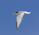 Little-Tern