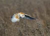 Barn-Owl