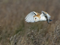 Barn-Owl