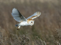 Barn-Owl