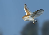 Barn-Owl