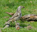 Mistle-Thrush