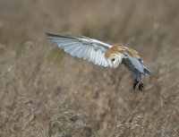 Barn-Owl