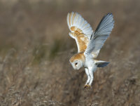 Barn-Owl