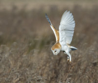 Barn-Owl