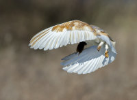Barn-Owl