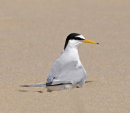 Little-Tern