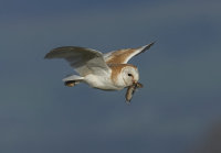 Barn-Owl
