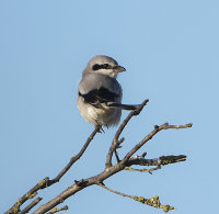 Great-Grey-Shrike