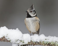 Crested-Tit