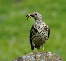 Mistle-Thrush