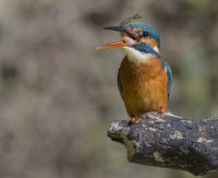 Kingfisher-female