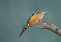 Kingfisher-female