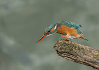 Kingfisher-female