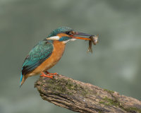 Kingfisher-female