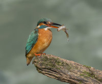 Kingfisher-female