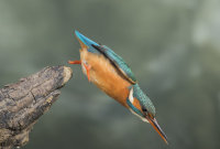 Kingfisher-female
