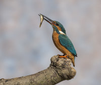 Kingfisher-male
