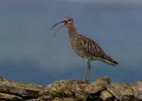 Curlew