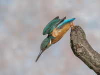 Kingfisher-male