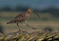 Curlew