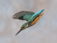 Kingfisher-male