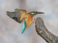 Kingfisher-female