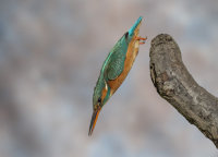 Kingfisher-female