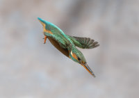 Kingfisher-female