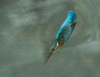 Kingfisher-male