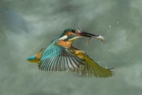 Kingfisher-male