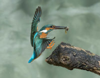 Kingfisher-male
