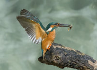 Kingfisher-male