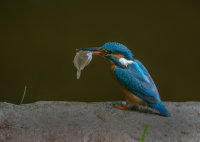 Kingfisher-female