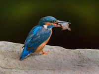 Kingfisher-female