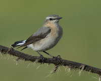 Wheatear-female