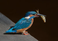 Kingfisher-male