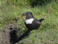Ring-Ouzel (m)