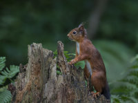 Red-squirrel