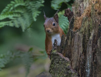 Red-Squirrel